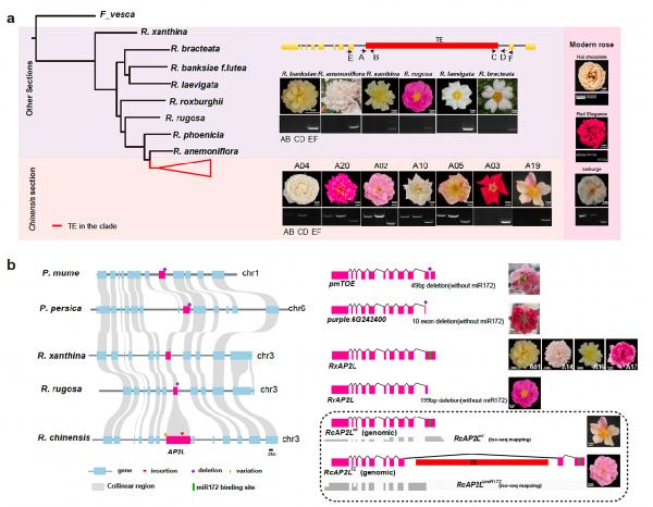 aa3044永利集团青年教师张晓妮在Nature Genetics发文绘制首个月季泛基因组图谱